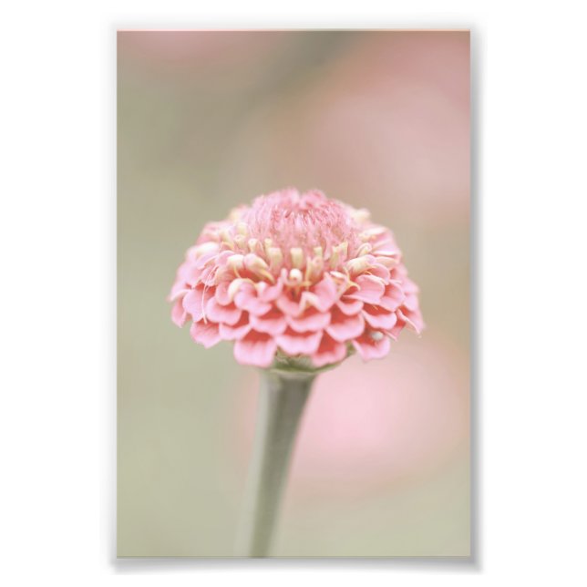 Beautiful Light Pink Flower Blossom Floral Photo Print (Front)