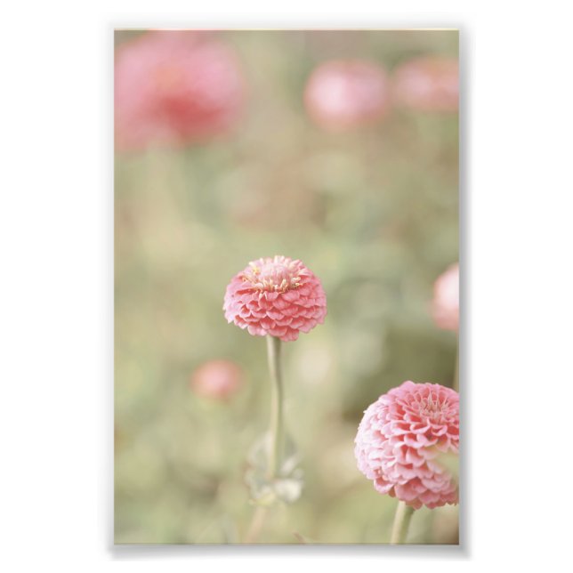 Beautiful Light Pink Flower Blossom Floral Photo Print (Front)