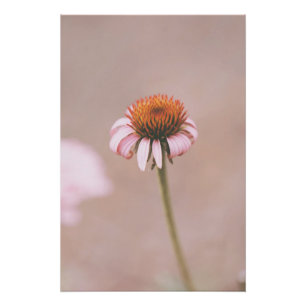 Beautiful Light Pink Flower Blossom Floral Poster