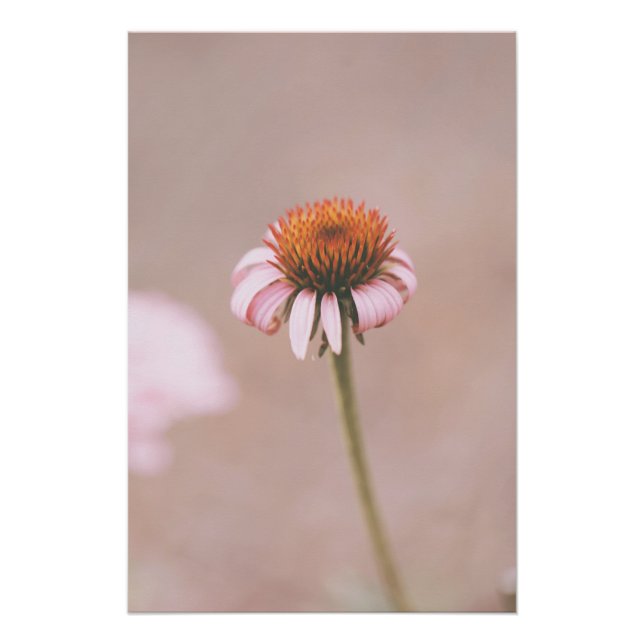 Beautiful Light Pink Flower Blossom Floral Poster (Front)