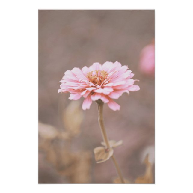 Beautiful Light Pink Flower Blossom Floral Poster (Front)