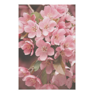 Beautiful Light Pink Flower Petals Floral Poster