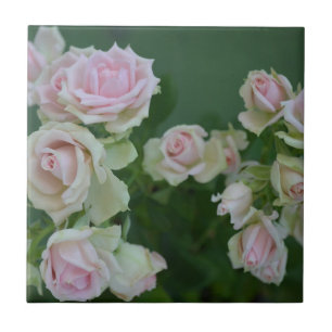Beautiful light pink garden roses ceramic tile