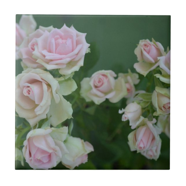 Beautiful light pink garden roses   ceramic tile (Front)