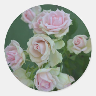 Beautiful light pink garden roses classic round sticker