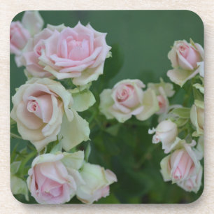 Beautiful light pink garden roses coaster