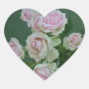 Beautiful light pink garden roses   heart sticker