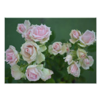 Beautiful light pink garden roses 