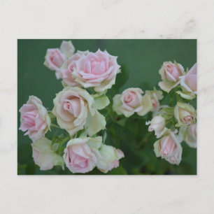 Beautiful light pink garden roses postcard