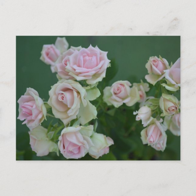 Beautiful light pink garden roses postcard (Front)