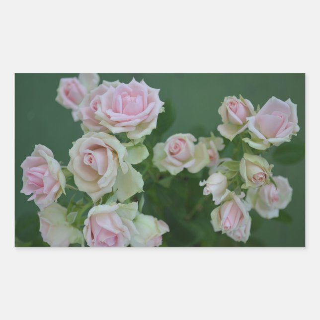 Beautiful light pink garden roses   rectangular sticker (Front)