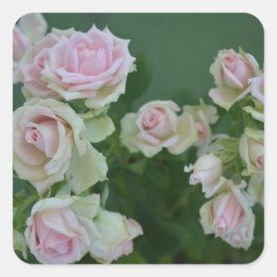 Beautiful light pink garden roses square sticker
