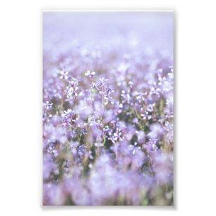 Beautiful Light Purple Flower Blossoms Floral Photo Print