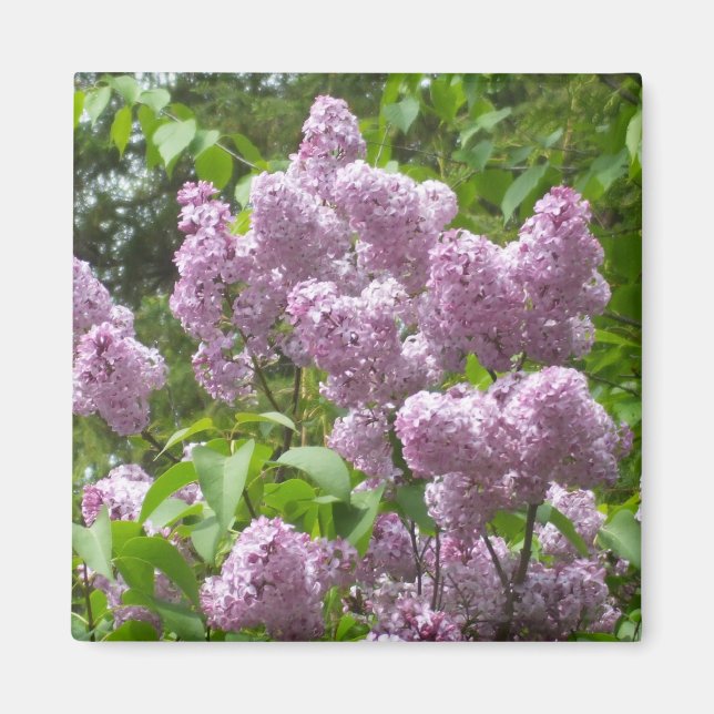 Beautiful Lilac Bush- Magnet (Front)