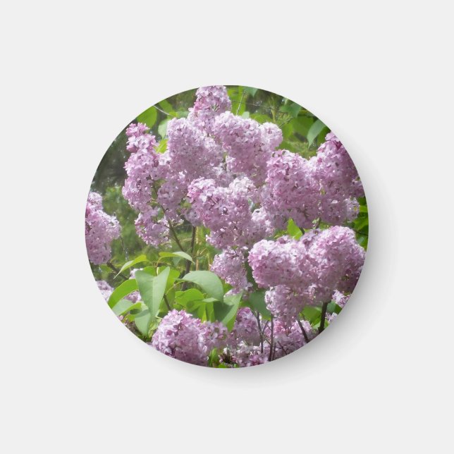 Beautiful Lilac Bush- Magnet (Front)