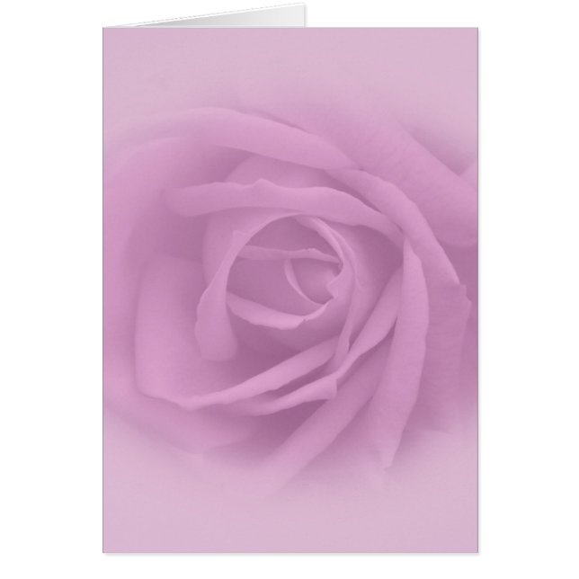 Beautiful Lilac Rose (Front)