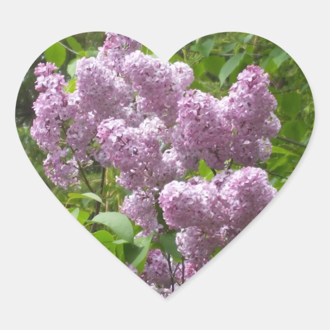 Beautiful Lilacs -Floral Photograph Heart Sticker (Front)