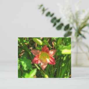 Beautiful Lily Postcard