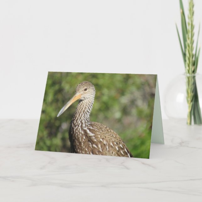 Beautiful Limpkin Greeting Card (Front)