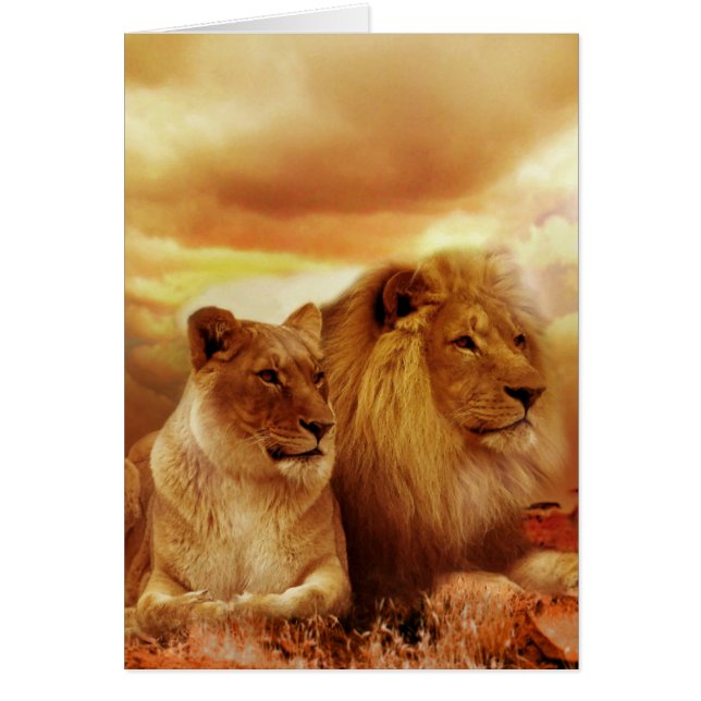 Beautiful lion couple (Front)