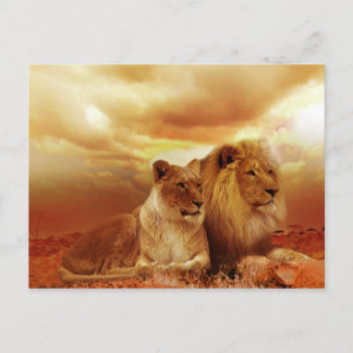 Beautiful Lion Couple Postcard