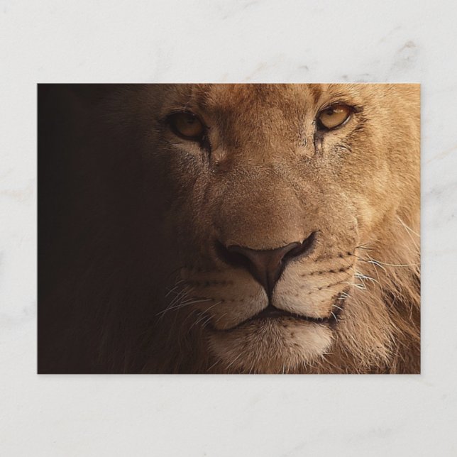 Beautiful lion foreground postcard (Front)
