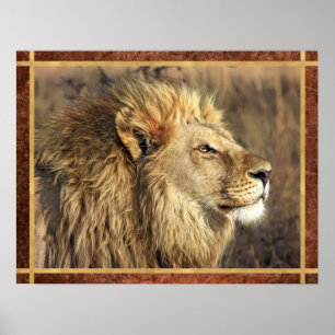 Beautiful Lion Photo Poster