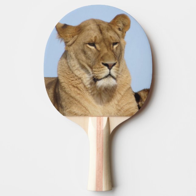 Beautiful Lion Resting in the Wild Ping Pong Paddle (Front)