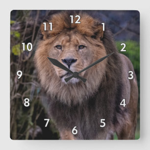 Beautiful Lion Walking in the Grass Square Wall Clock