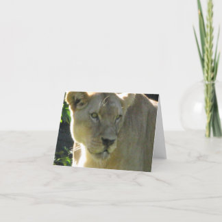 Beautiful Lioness on a note card