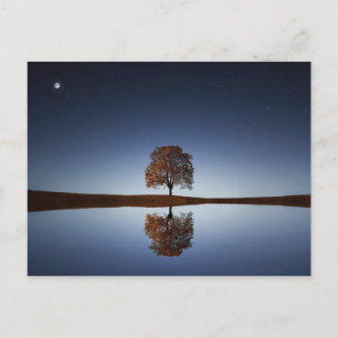 Beautiful Lone Tree Reflected in Lake at Dusk Postcard