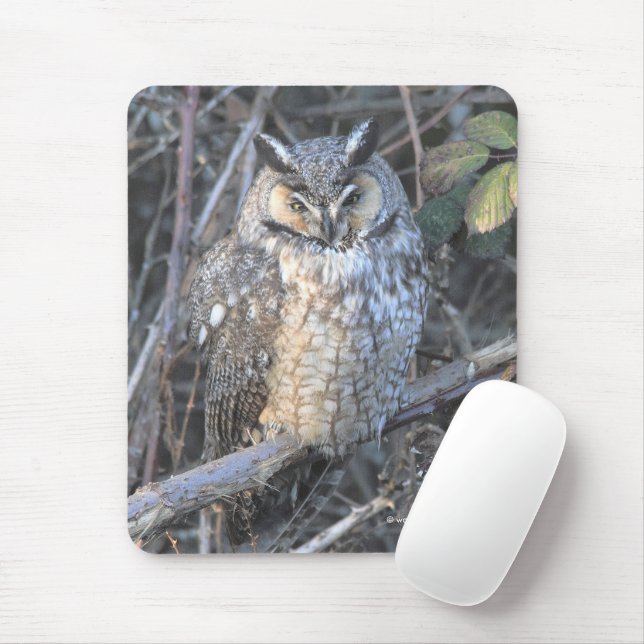 Beautiful Long-Eared Owl at Sunset Mouse Pad (With Mouse)