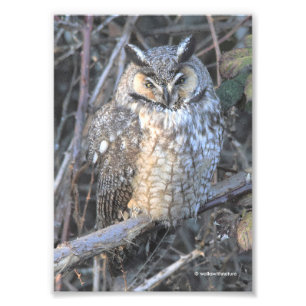 Beautiful Long-Eared Owl at Sunset Photo Print