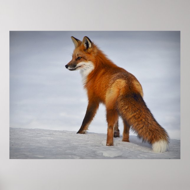 Beautiful Looking Red Fox in Snow Poster (Front)