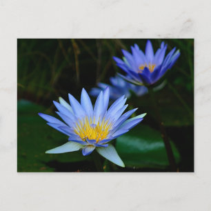 Beautiful lotus flowers and meaning postcard