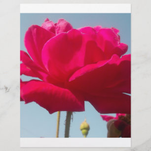 Beautiful Lovely Celestial Rose Red Against Blue