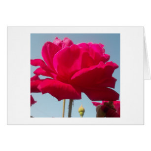 Beautiful Lovely Celestial Rose Red Against Blue 