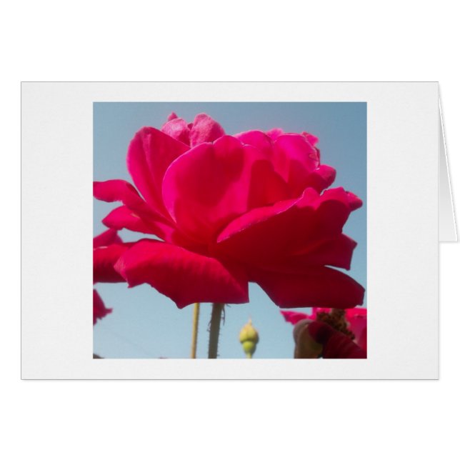 Beautiful Lovely Celestial Rose Red Against Blue  (Front Horizontal)