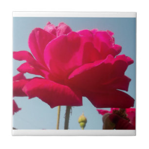 Beautiful Lovely Celestial Rose Red Against Blue  Ceramic Tile