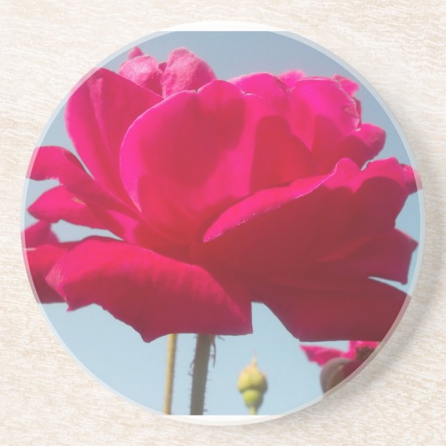 Beautiful Lovely Celestial Rose Red Against Blue  Coaster (Front)