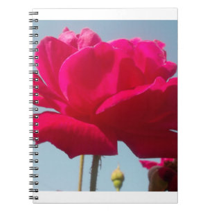 Beautiful Lovely Celestial Rose Red Against Blue Notebook