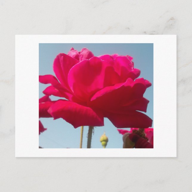 Beautiful Lovely Celestial Rose Red Against Blue  Postcard (Front)