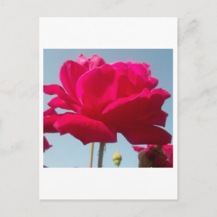 Beautiful Lovely Celestial Rose Red Against Blue  Postcard