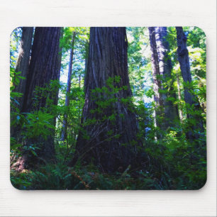 Beautiful Lush Redwood Forest Mouse Pad