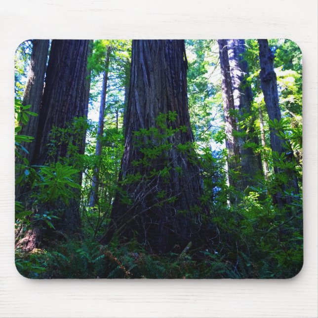 Beautiful Lush Redwood Forest Mouse Pad (Front)
