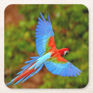 Beautiful Macaw Coaster Set
