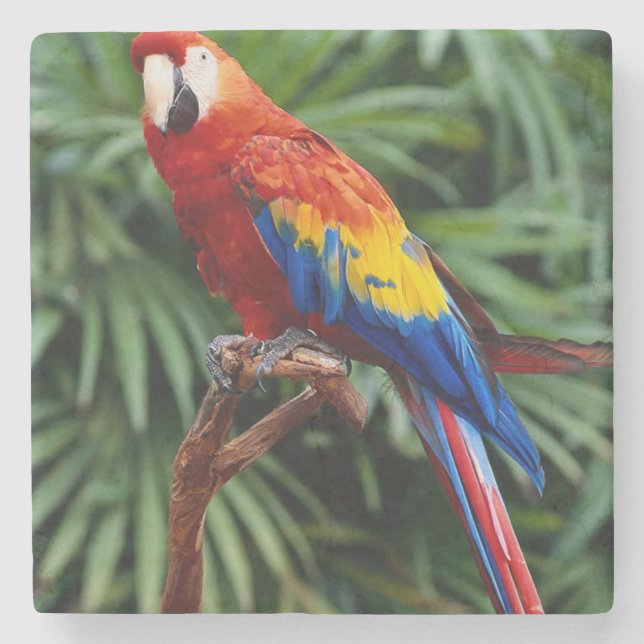 Beautiful Macaw Stone Coaster (Front)