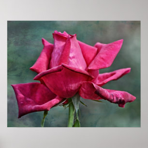Beautiful Magenta Pink Rose Photographic Art Print