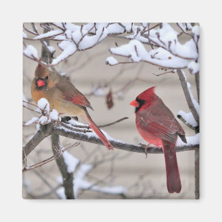 Beautiful magnet shows red cardinals in the snow