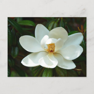 Beautiful Magnolia tree flower Postcard